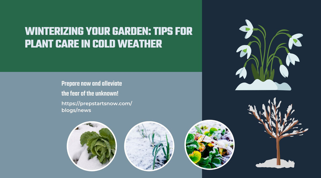 Winterizing Your Garden: Tips for Plant Care in Cold Weather